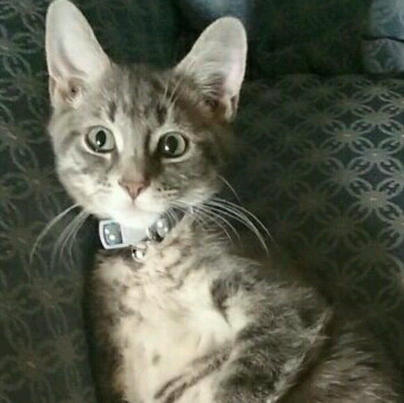 Meet your Posher, Madison - Picture 1 of 1